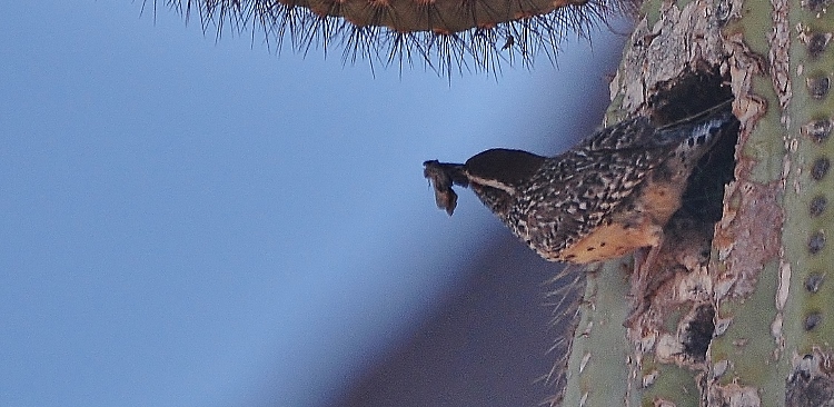 cactus wren building nest